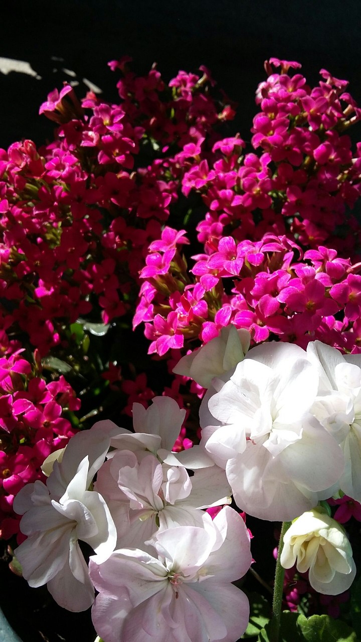 flower