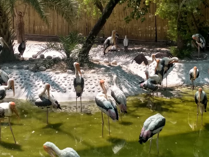 birds
