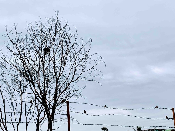 Birds on a cloudy day