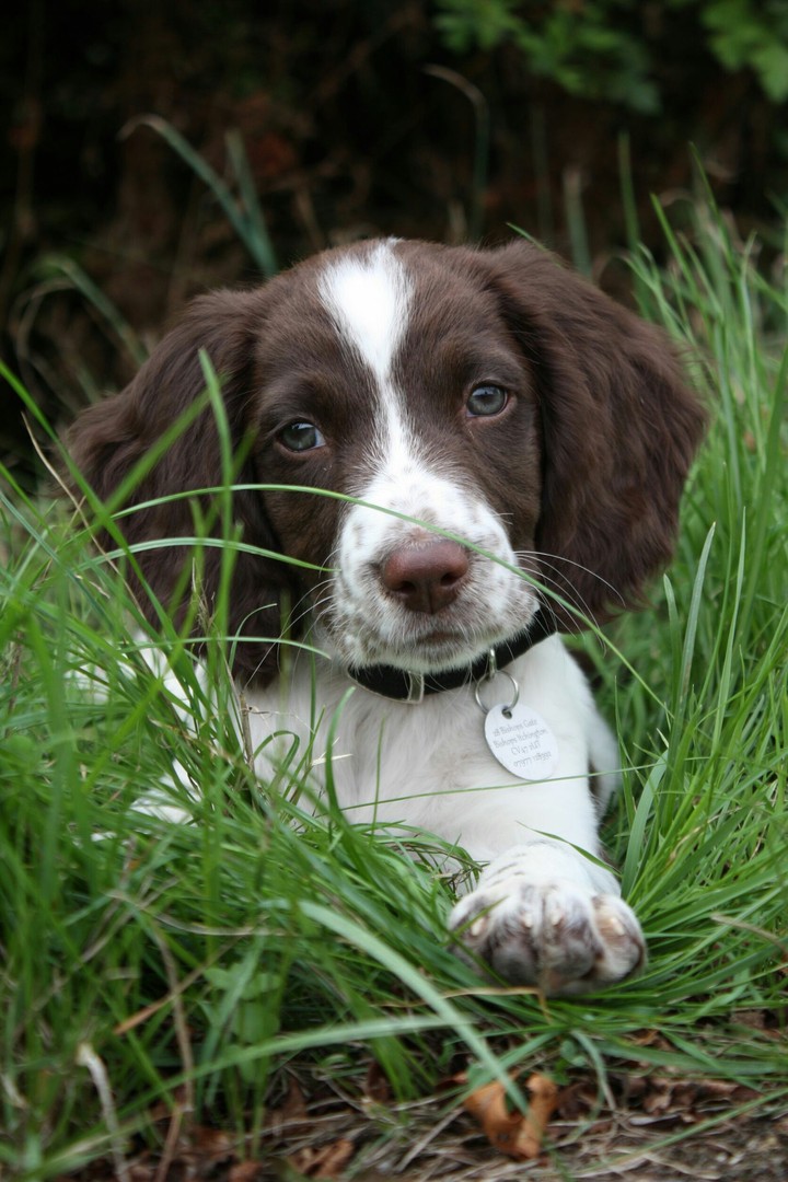 spaniel