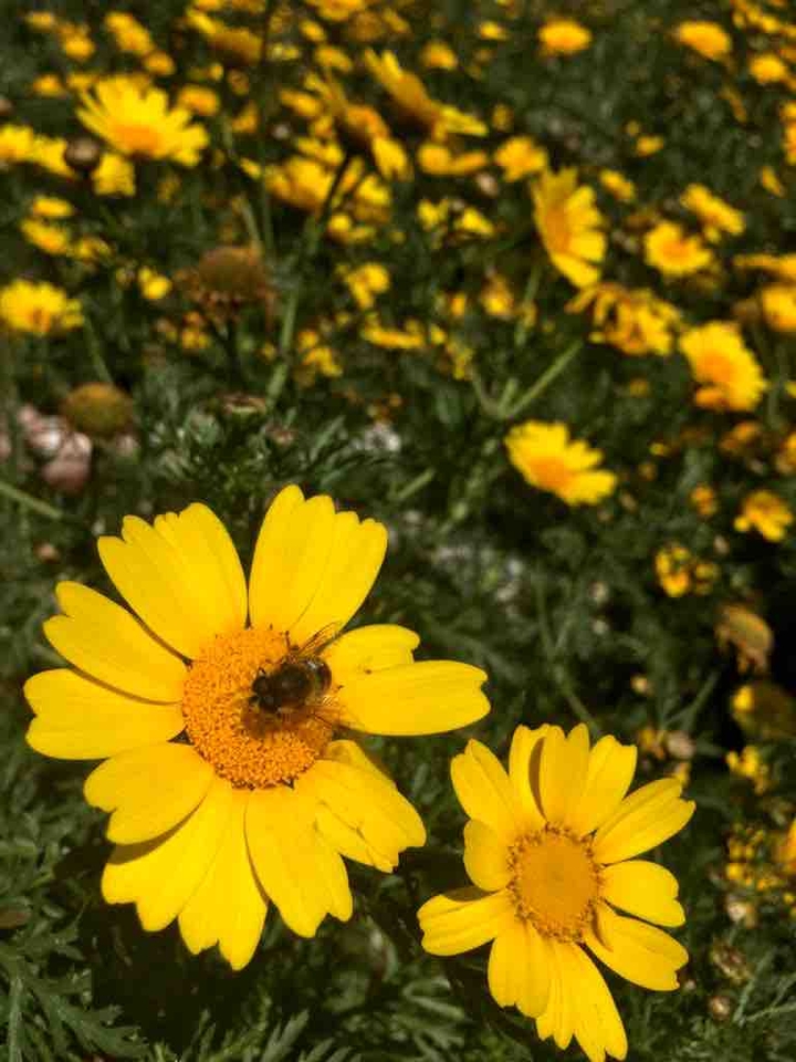 flowers
