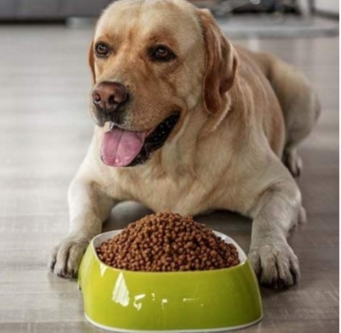 lebra Dog