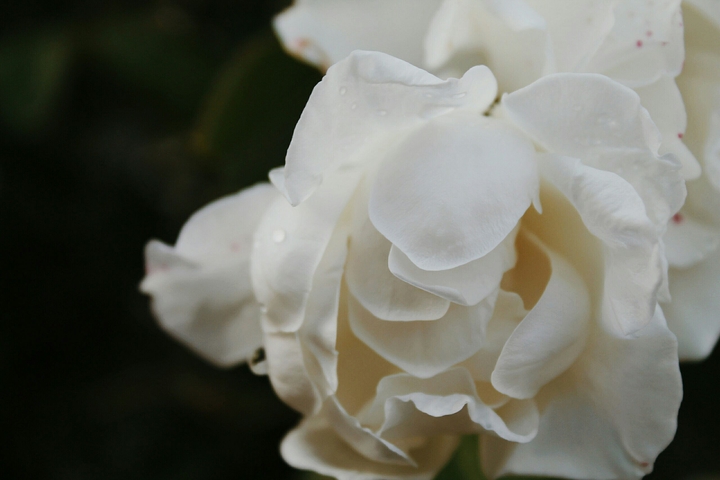 White rose