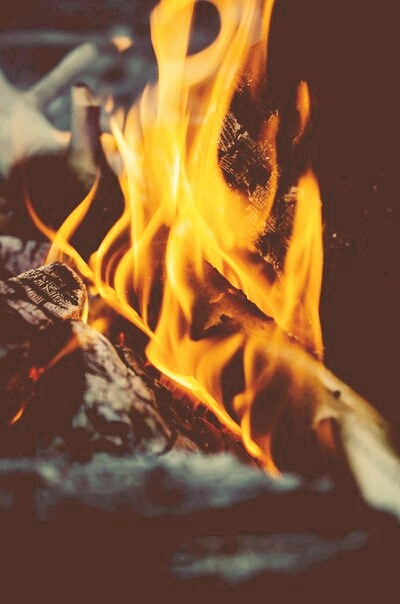 ταπετσαρίες organism, flame