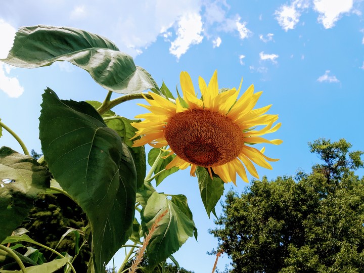 Sunshine Sunflower