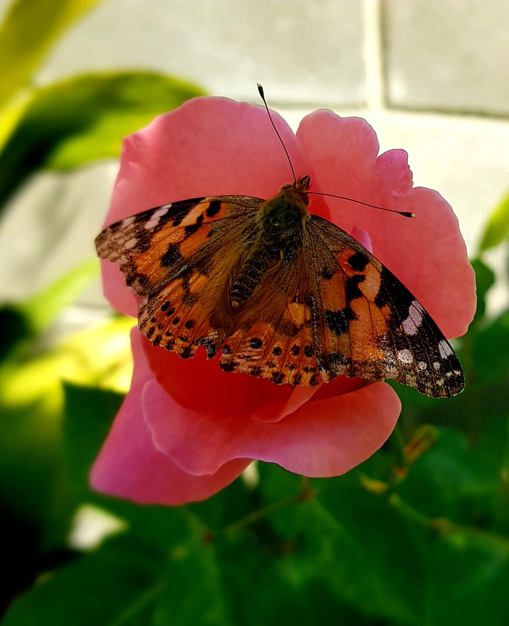 butterfly