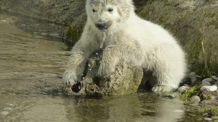 Tierpark Hellabrunn 2014