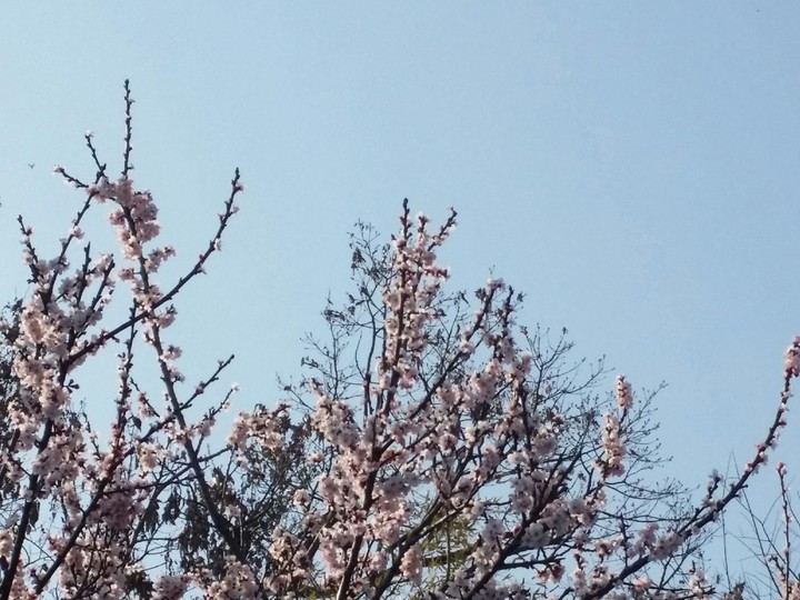 벗꽃