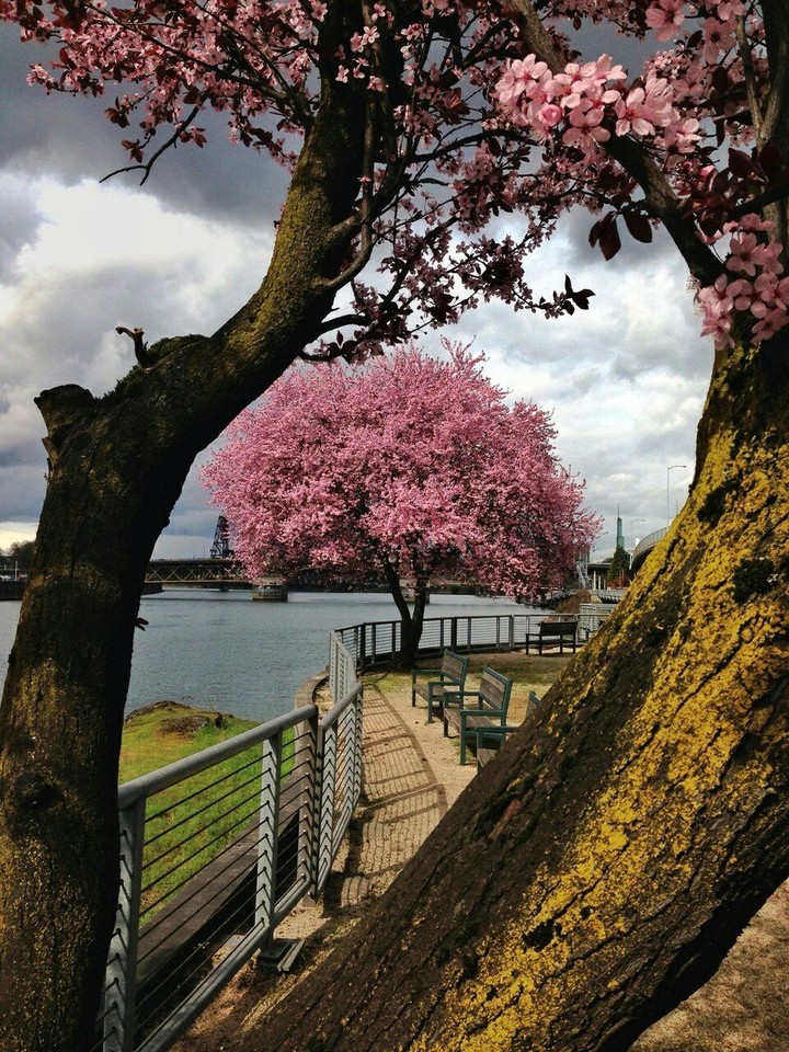 Cerezo