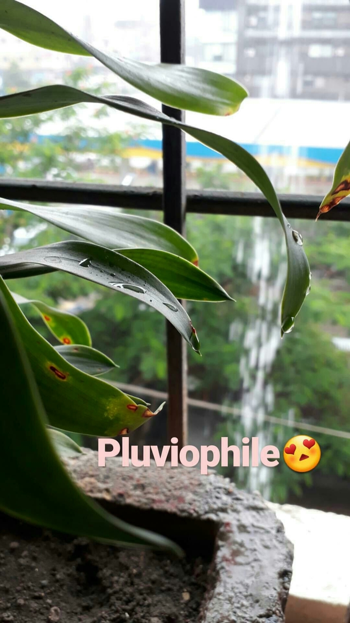 Rain