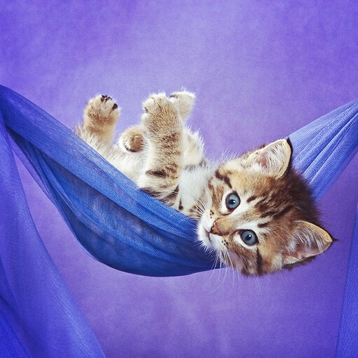 kitty