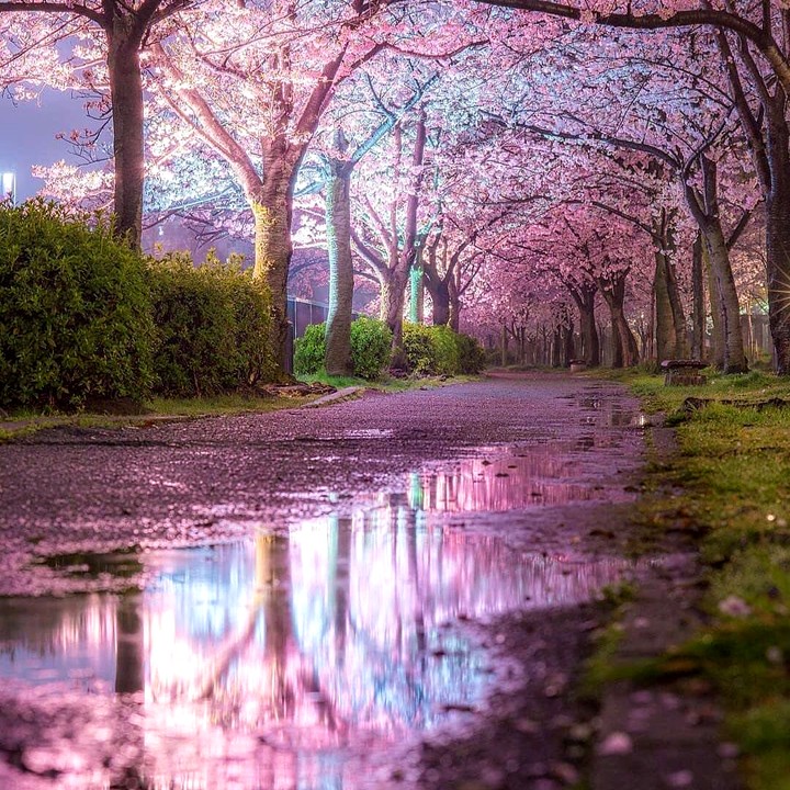Cherry Blossoms
