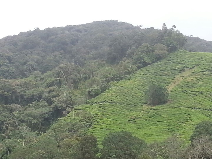 Cameron Highlands!!