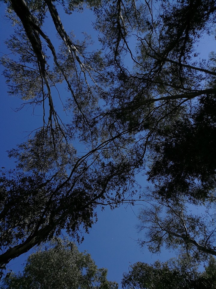 Sky&Trees
