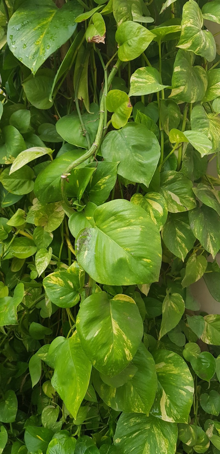 money plants