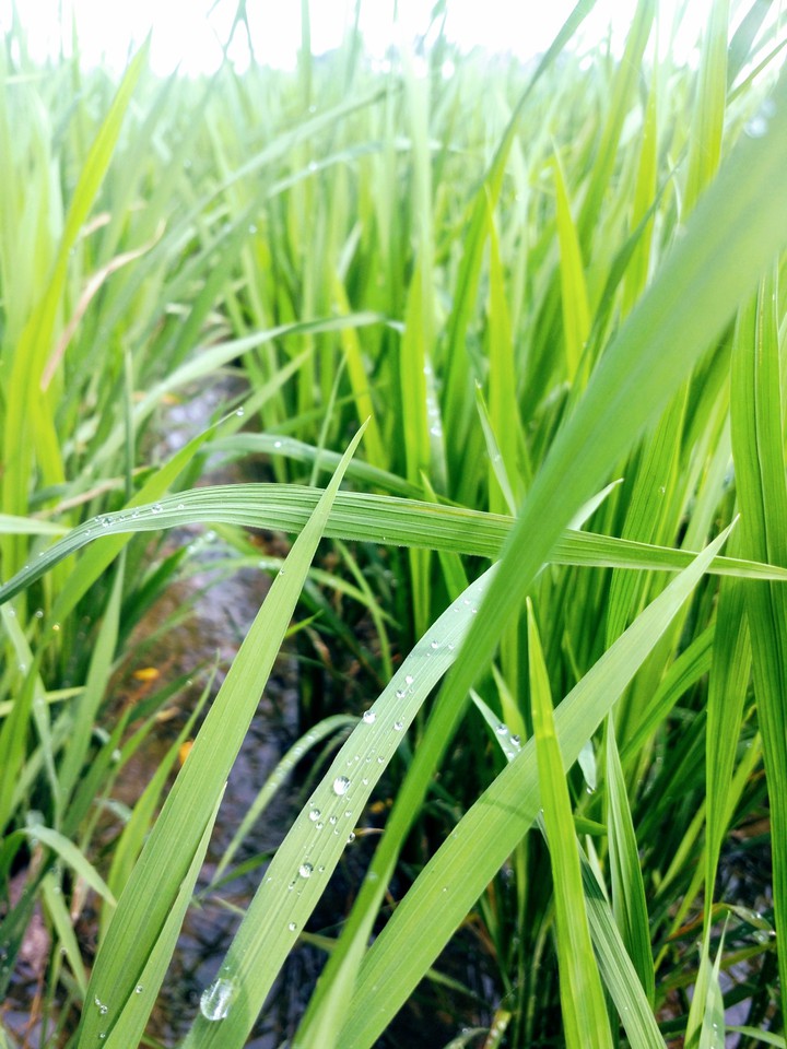 Rice Grass HD