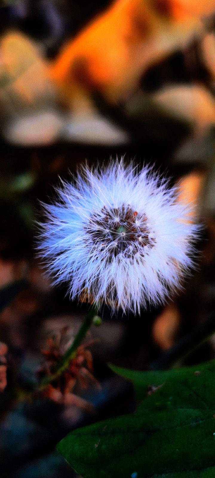 randomised symmetrical natural whitish beautiful flower