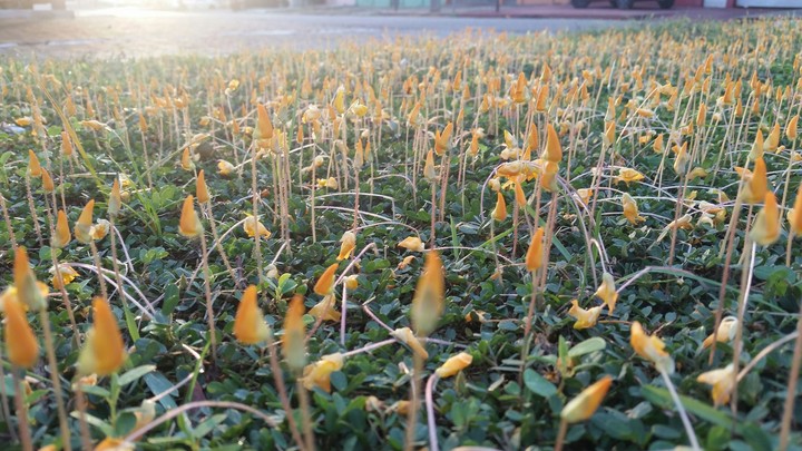 amanhecer