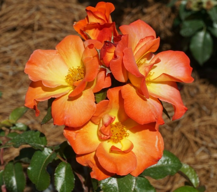 Botanical Garden