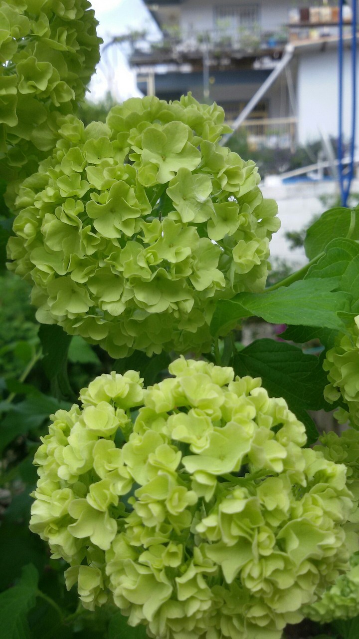 kar topu, çiçekleri sev