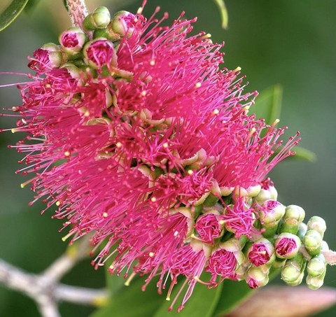 hình nền flower, bottlebrushes