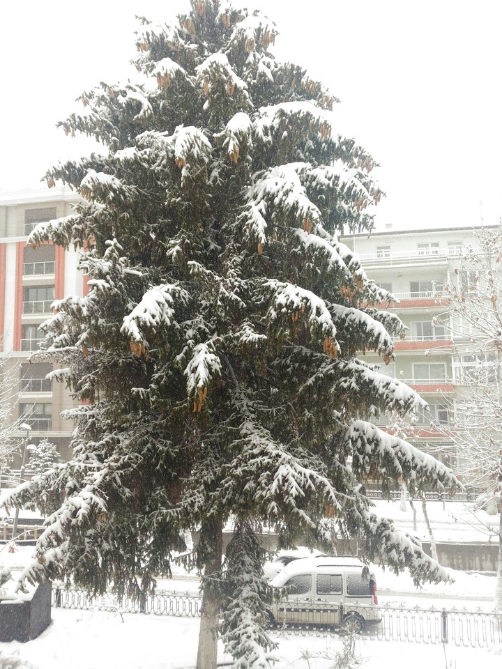 Ağaç