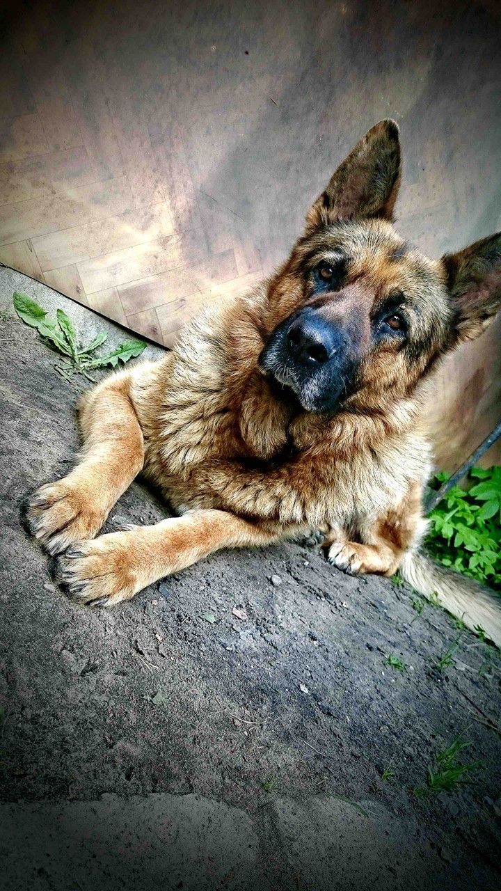 Pup