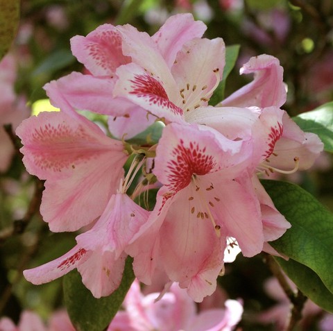 רקעים pink, flower