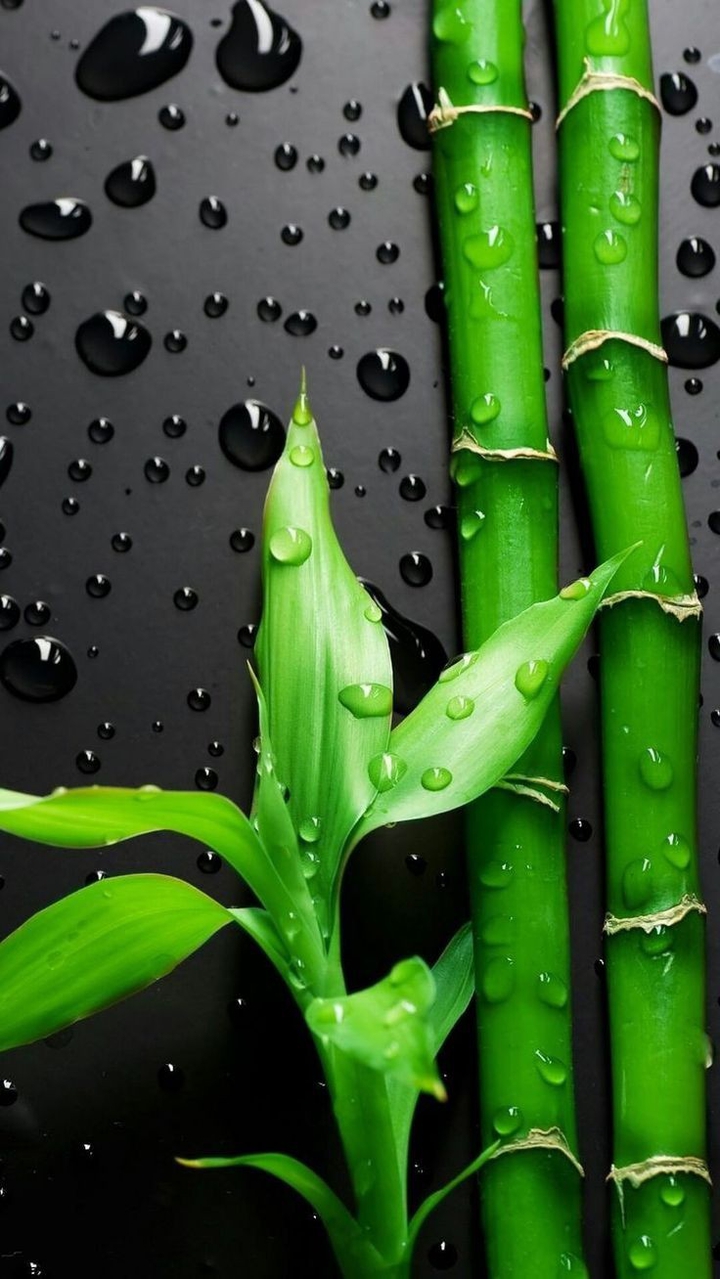 bambu