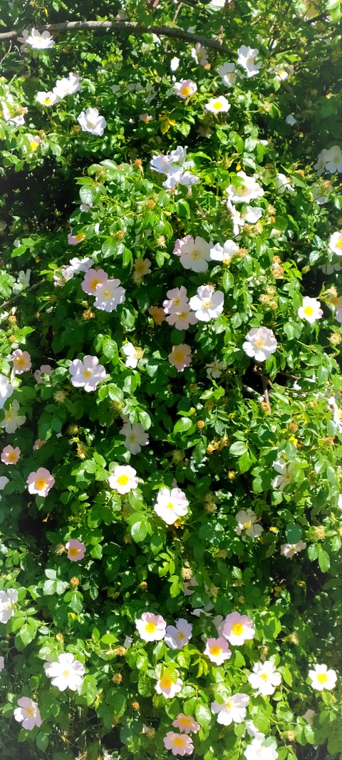 тапети rose, petal