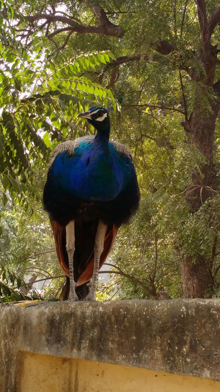 peacock