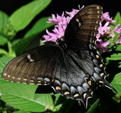 sfondi insect, butterfly
