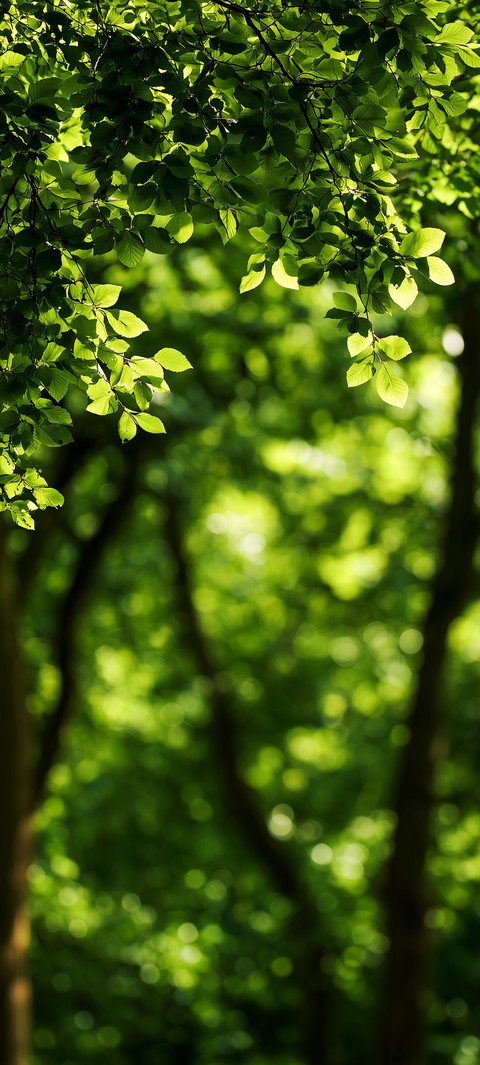 רקעים jungle, forest