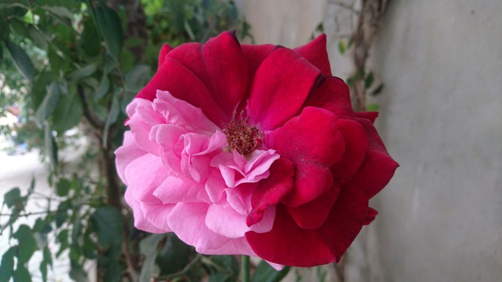 Bicolor flower (red+pink)