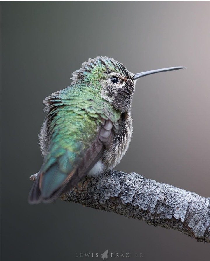 humming bird