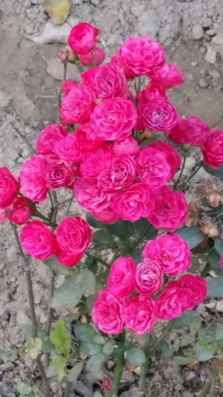 rose