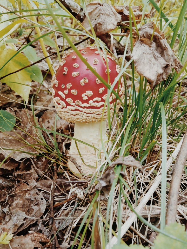Главный в лесу