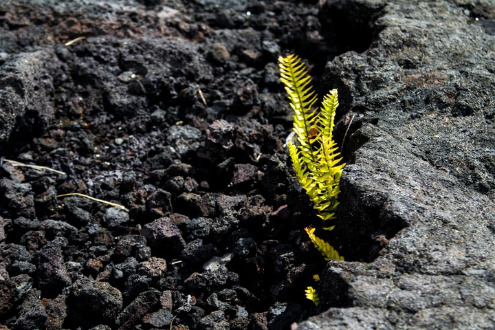 plant