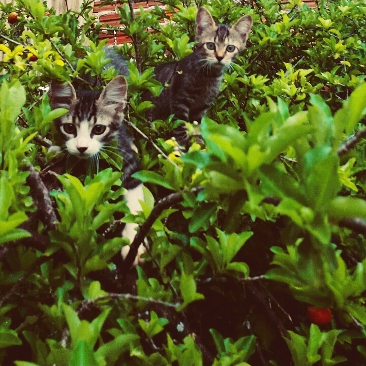 Cats