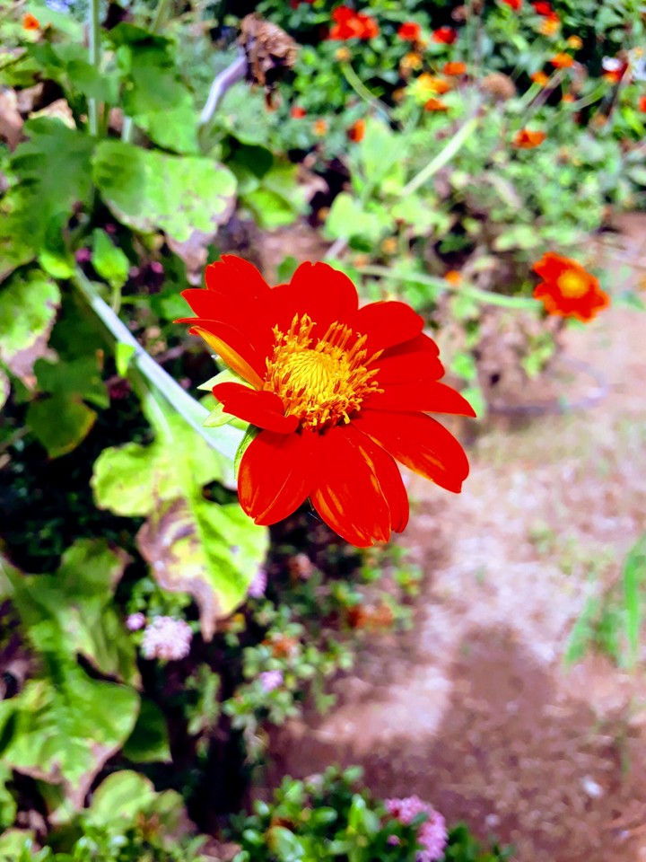 red flower