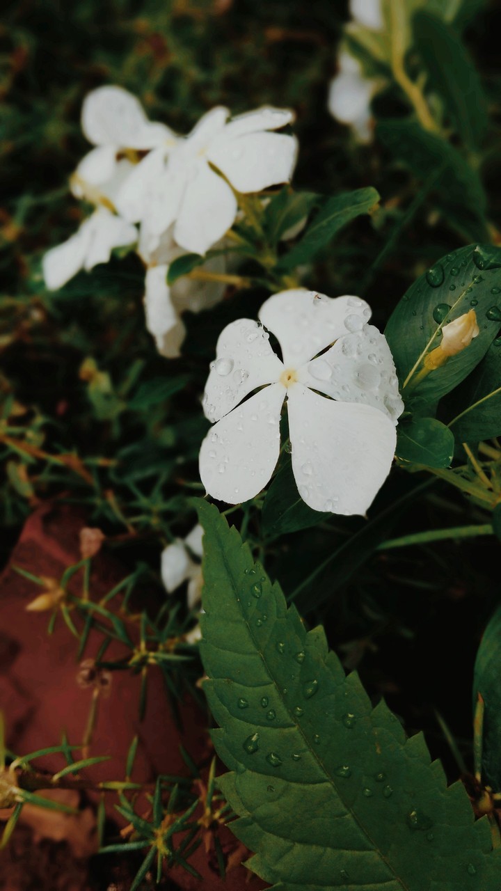 natural flower