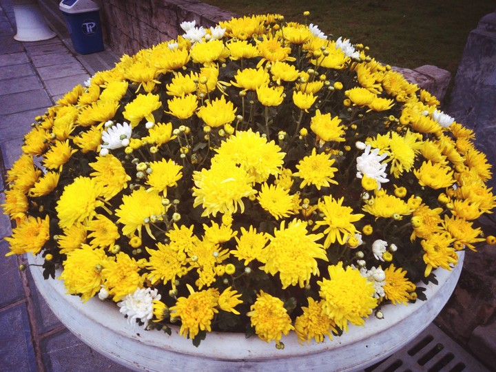 Chrysanthemum