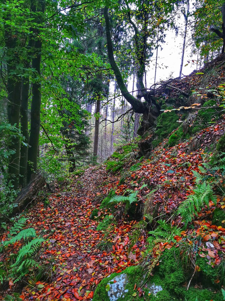 nature