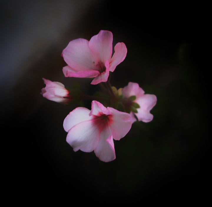 macro