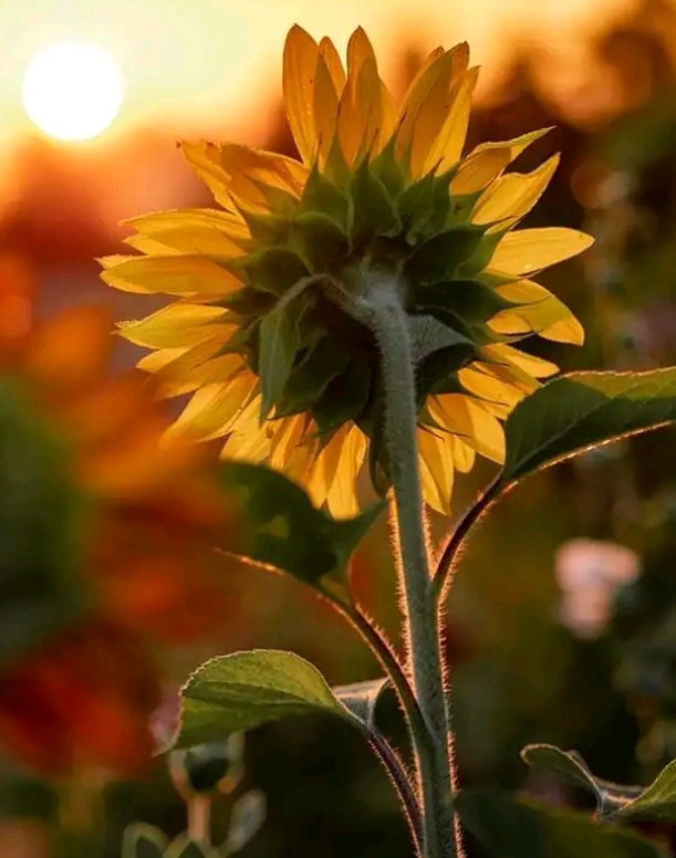 The sun flower