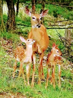 family