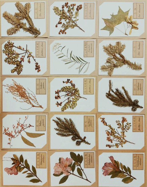 specimens of plants