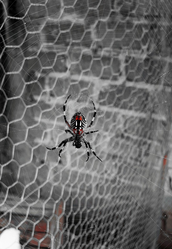 araña ?