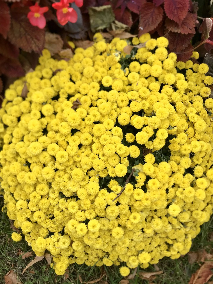 flowers
