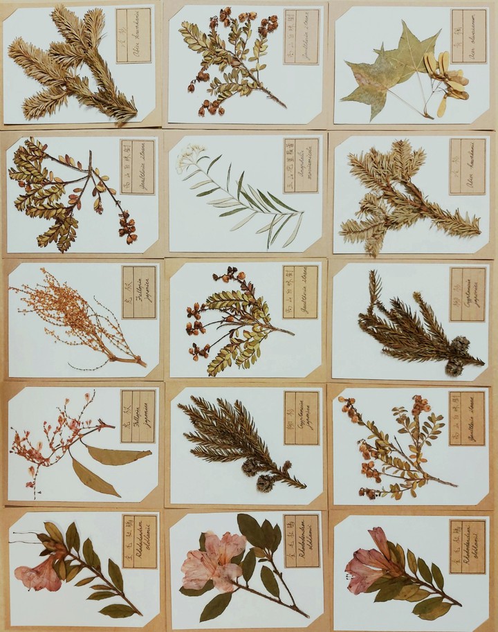 specimens of plants